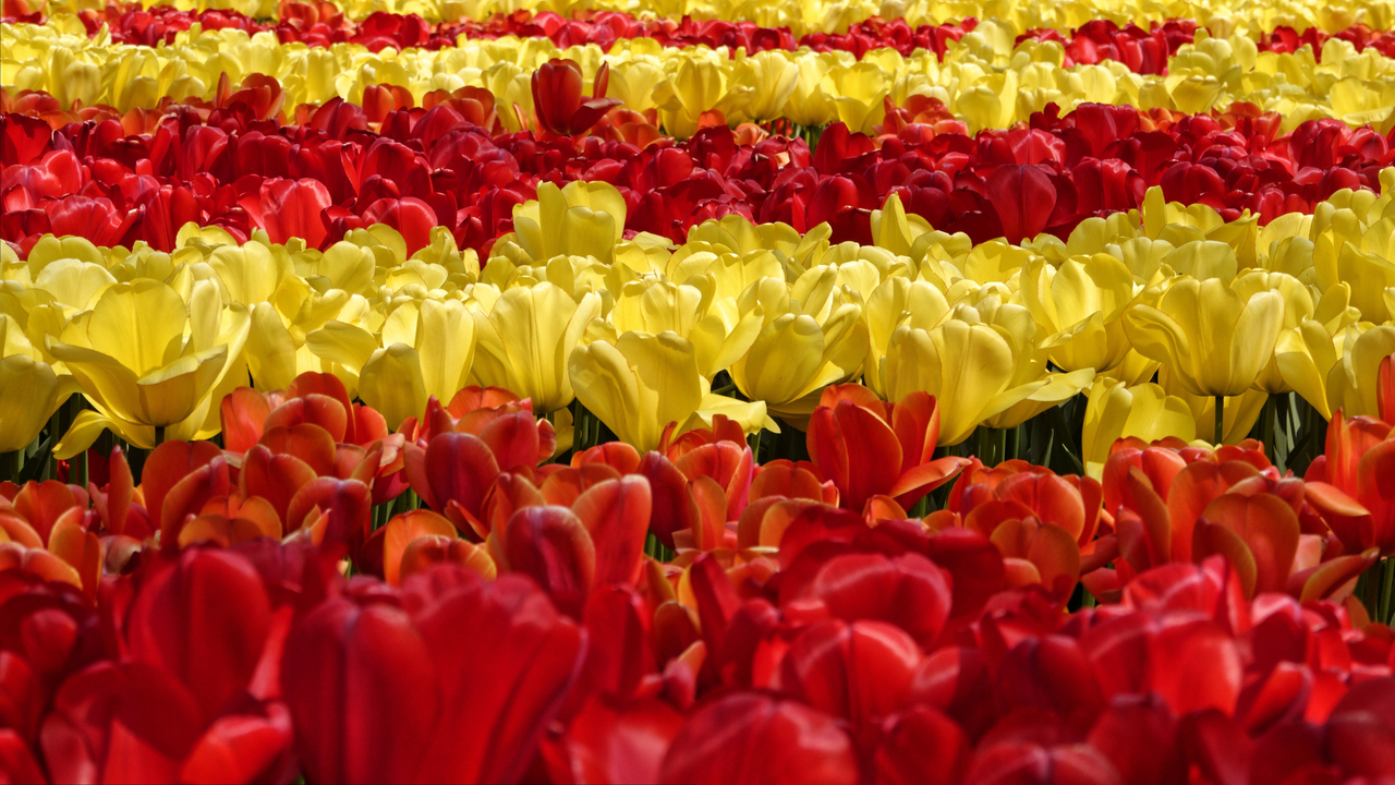 20140423 130233 Keukenhof Gardens, Lisse, South Holland, Netherlands